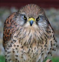 The term kestrel is the common name given to several species of predatory birds from the falcon genus Falco.
