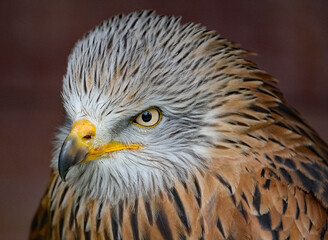 The red kite is a medium-large bird of prey in the family Accipitridae, which also includes many other diurnal raptors such as eagles, buzzards, and harriers.