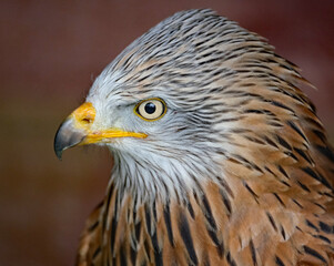 The red kite is a medium-large bird of prey in the family Accipitridae, which also includes many other diurnal raptors such as eagles, buzzards, and harriers.
