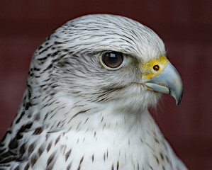 The gyrfalcon, the largest of the falcon genus, is a bird of prey. The abbreviation gyr is also used.