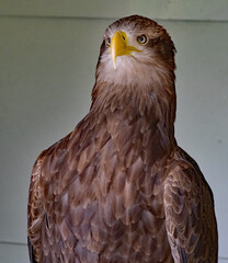 The white-tailed eagle, sometimes known as the 'sea eagle', is a large bird of prey, widely...