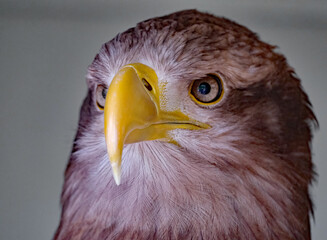 The white-tailed eagle, sometimes known as the 'sea eagle', is a large bird of prey, widely...