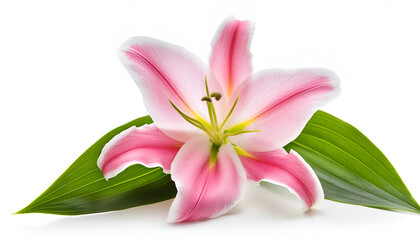 Fototapeta premium Pink Lily Flower With Green Leaf On White Background