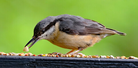 The nuthatches constitute a genus, Sitta, of small passerine birds belonging to the family Sittidae.