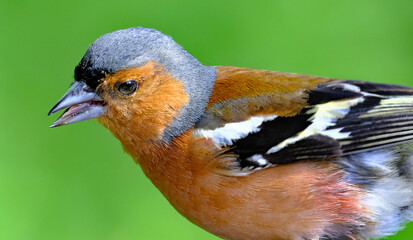 The Eurasian chaffinch, common chaffinch, or simply the chaffinch is a common and widespread small passerine bird in the finch family. This is a male.