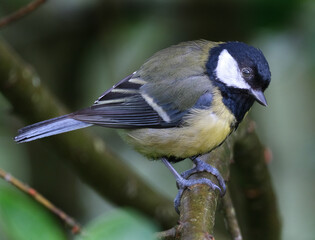 The great tit is a small passerine bird in the tit family Paridae.