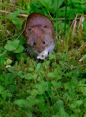 The common vole is a European rodent. 