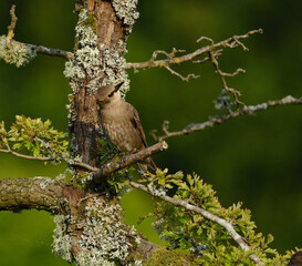 Starlings are small to medium-sized passerine birds in the family Sturnidae, common name of Sturnid.