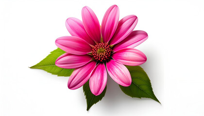 Fototapeta premium A Single Pink Daisy Flower With Green Leaves on White Background
