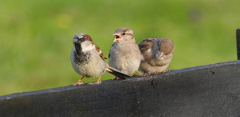 The house sparrow is a bird of the sparrow family Passeridae, found in most parts of the world. It is a small bird that has a typical length of 16 cm and a mass of 24–39.5 g.