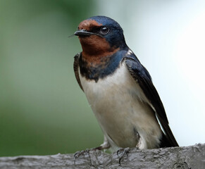 The swallows, martins, and saw-wings, or Hirundinidae are a family of passerine songbirds found around the world on all continents.