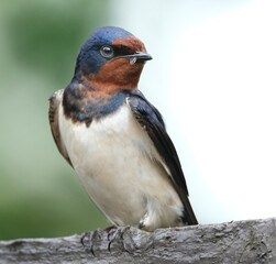 The swallows, martins, and saw-wings, or Hirundinidae are a family of passerine songbirds found around the world on all continents.