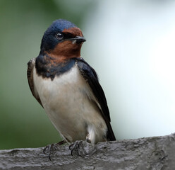 The swallows, martins, and saw-wings, or Hirundinidae are a family of passerine songbirds found around the world on all continents.