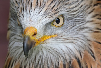 The red kite is a medium-large bird of prey in the family Accipitridae,