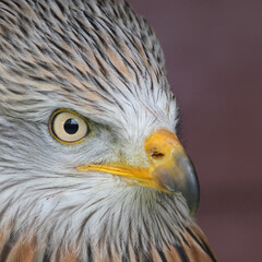 The red kite is a medium-large bird of prey in the family Accipitridae,