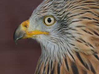 The red kite is a medium-large bird of prey in the family Accipitridae, which also includes many...