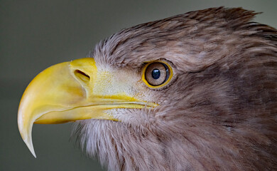The white-tailed eagle, sometimes known as the 'sea eagle', is a large bird of prey, widely...