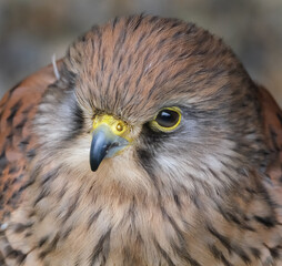 The term kestrel is the common name given to several species of predatory birds from the falcon genus Falco.