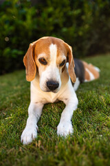 Close up of tri colour Beagle hound dog resting in shade