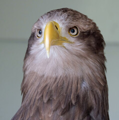 The white-tailed eagle, sometimes known as the 'sea eagle', is a large bird of prey, widely distributed across temperate Eurasia.