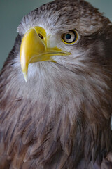The tawny eagle is a large bird of prey. Like all eagles, it belongs to the family Accipitridae