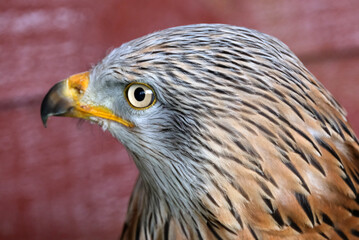 The red kite is a medium-large bird of prey in the family Accipitridae, which also includes many other diurnal raptors such as eagles, buzzards, and harriers.