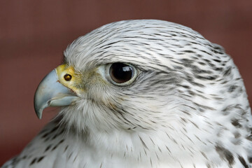 The peregrine falcon, also known simply as the peregrine, and historically as the duck hawk in...