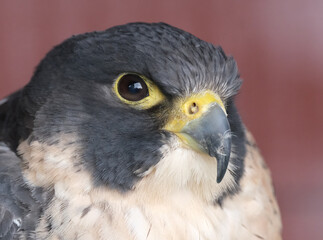The peregrine falcon, also known simply as the peregrine, and historically as the duck hawk in North America, is a cosmopolitan bird of prey in the family Falconidae