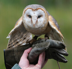 The barn owl is the most widely distributed species of owl in the world 