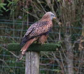 The red kite is a medium-large bird of prey in the family Accipitridae, which also includes many other diurnal raptors such as eagles, buzzards, and harriers.