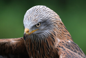 The red kite is a medium-large bird of prey in the family Accipitridae, which also includes many other diurnal raptors such as eagles, buzzards, and harriers.