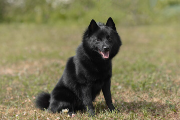 black schipperke dog sitting on lawn with green grass in sunny summer day, dogwalking concept