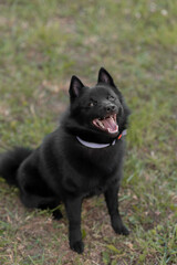 black schipperke dog sitting on lawn with green grass in sunny summer day, tongue out, dogwalking concept