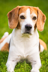 Close up of tri colour Beagle hound dog resting in shade