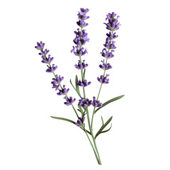 Obraz premium Purple Lavender Blooms on Black Background