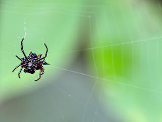 Close-up Christmas spider ( Austracantha minax ), spider in the web