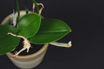 Orchid flower green leaves, roots on black background. Potted tropical flower. Floral decor....