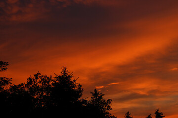 tree under a red sky