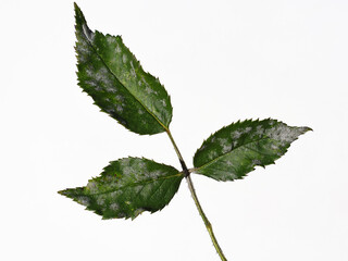 Fungal disease Powdery mildew on rose leaf