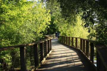 Obraz premium Percorso pedonabile sul fiume Sile a Casier di Treviso, un oasi di bellezza unica. Camminando sulla sponda del fiume Sile si incontra il cimitero dei burci abbandonati. 