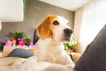 Adorable Beagle peacefully sitting on sofa indoors.