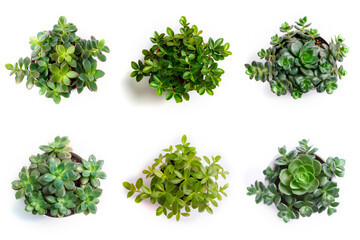 Naklejka premium High-Resolution PNG Pack of 6 Decorative and Aromatic Plant Seedlings Images - Beautifully Captured Herb and Flower Sprouts for Gardens, Home Decor, and Botanical Projects