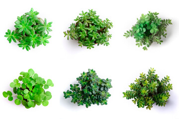 Fototapeta premium High-Resolution PNG Pack of 6 Decorative and Aromatic Plant Seedlings Images - Beautifully Captured Herb and Flower Sprouts for Gardens, Home Decor, and Botanical Projects