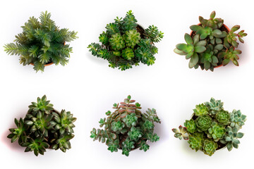 Naklejka premium High-Resolution PNG Pack of 6 Decorative and Aromatic Plant Seedlings Images - Beautifully Captured Herb and Flower Sprouts for Gardens, Home Decor, and Botanical Projects