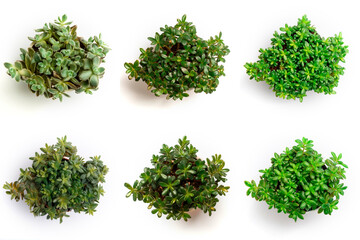 Obraz premium High-Resolution PNG Pack of 6 Decorative and Aromatic Plant Seedlings Images - Beautifully Captured Herb and Flower Sprouts for Gardens, Home Decor, and Botanical Projects