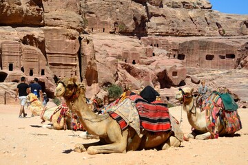 Fototapeta premium Camellos y caballos en Petra, Jordania
