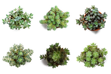 Obraz premium High-Resolution PNG Pack of 6 Decorative and Aromatic Plant Seedlings Images - Beautifully Captured Herb and Flower Sprouts for Gardens, Home Decor, and Botanical Projects