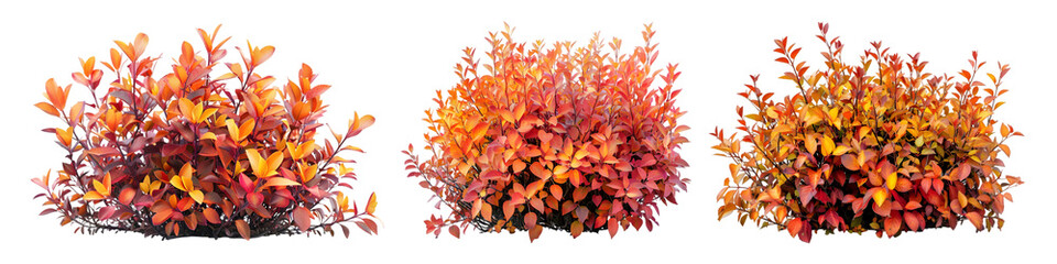 Bush with vibrant autumn leaves on transparent background