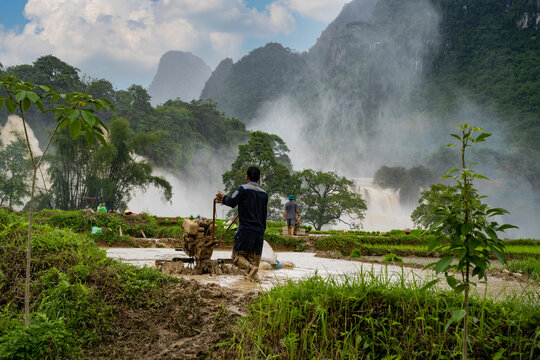 Riziculture devant les chutes de Ban Gioc au Vietnam