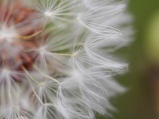 Beautiful dandelion macro